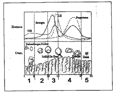 Detail Gambar Hormon Estrogen Dan Progesteron Nomer 48