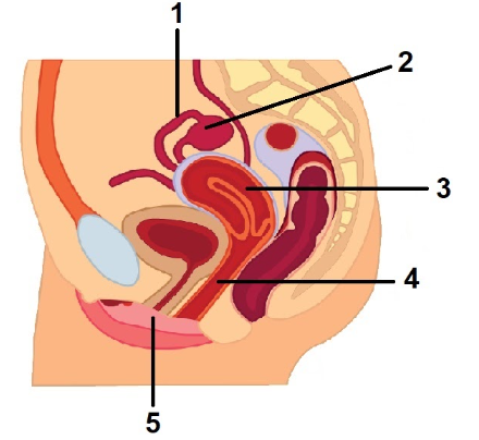 Detail Gambar Hormon Estrogen Dan Progesteron Nomer 50