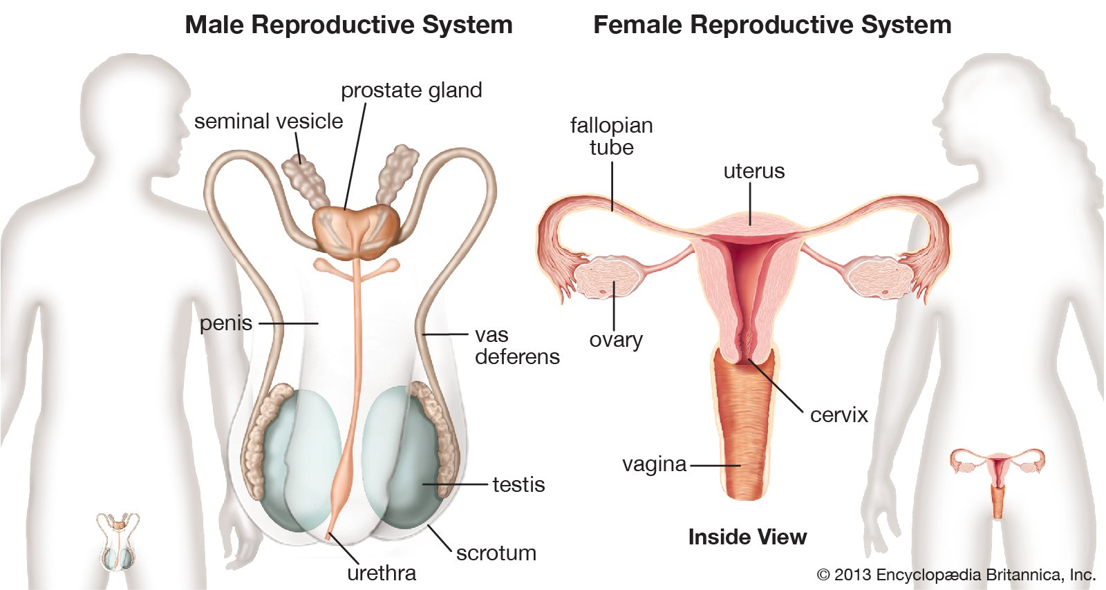Detail Gambar Hormon Estrogen Dan Progesterone Nomer 27