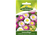 Detail Angelonia Samen Nomer 9