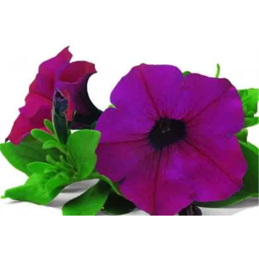 Detail Angelonia Samen Nomer 20