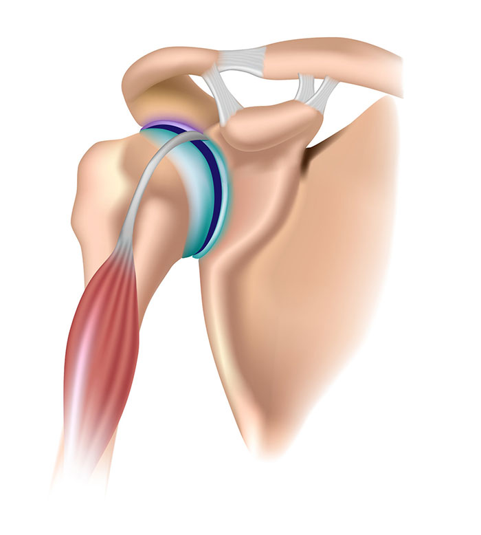 Detail Anatomie Bizeps Nomer 11