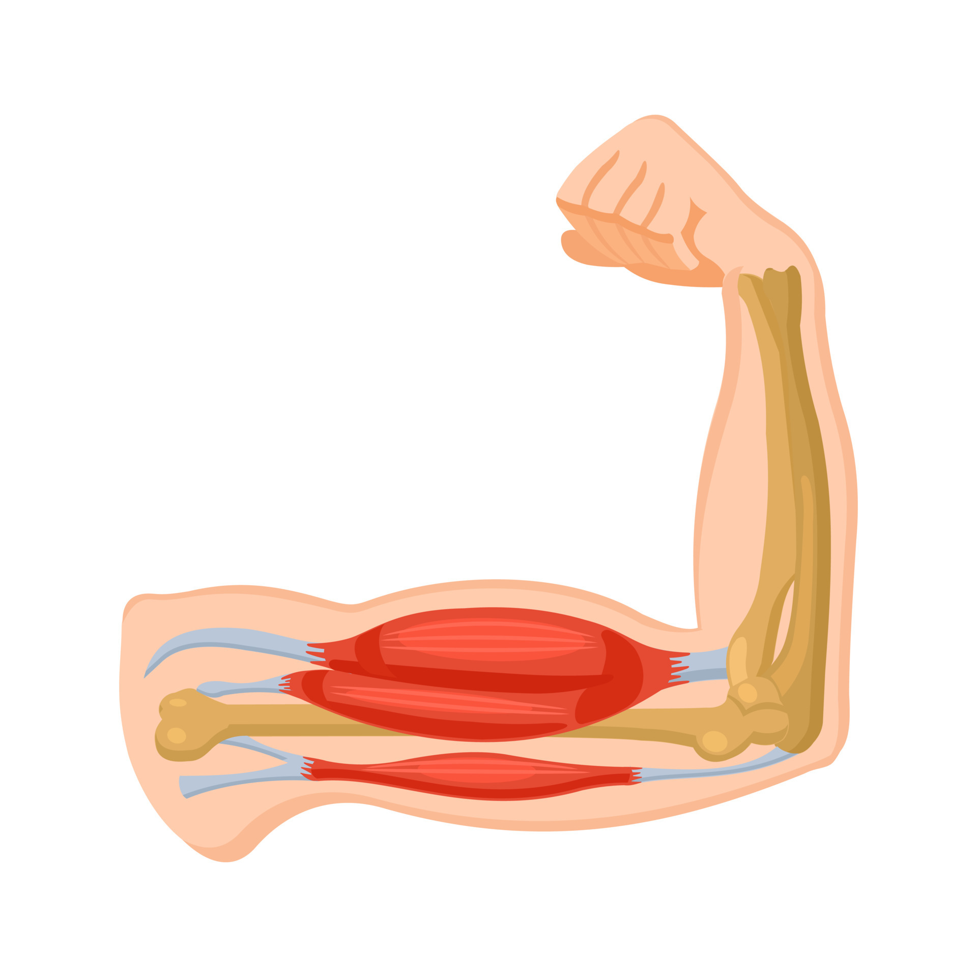 Detail Anatomie Bizeps Nomer 3