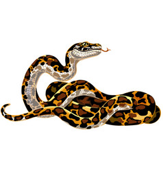 Ball Python Vector - KibrisPDR