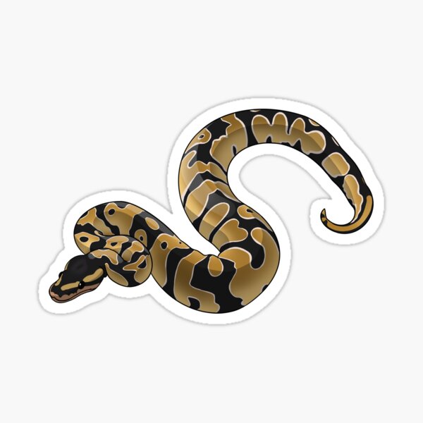 Detail Ball Python Vector Nomer 10