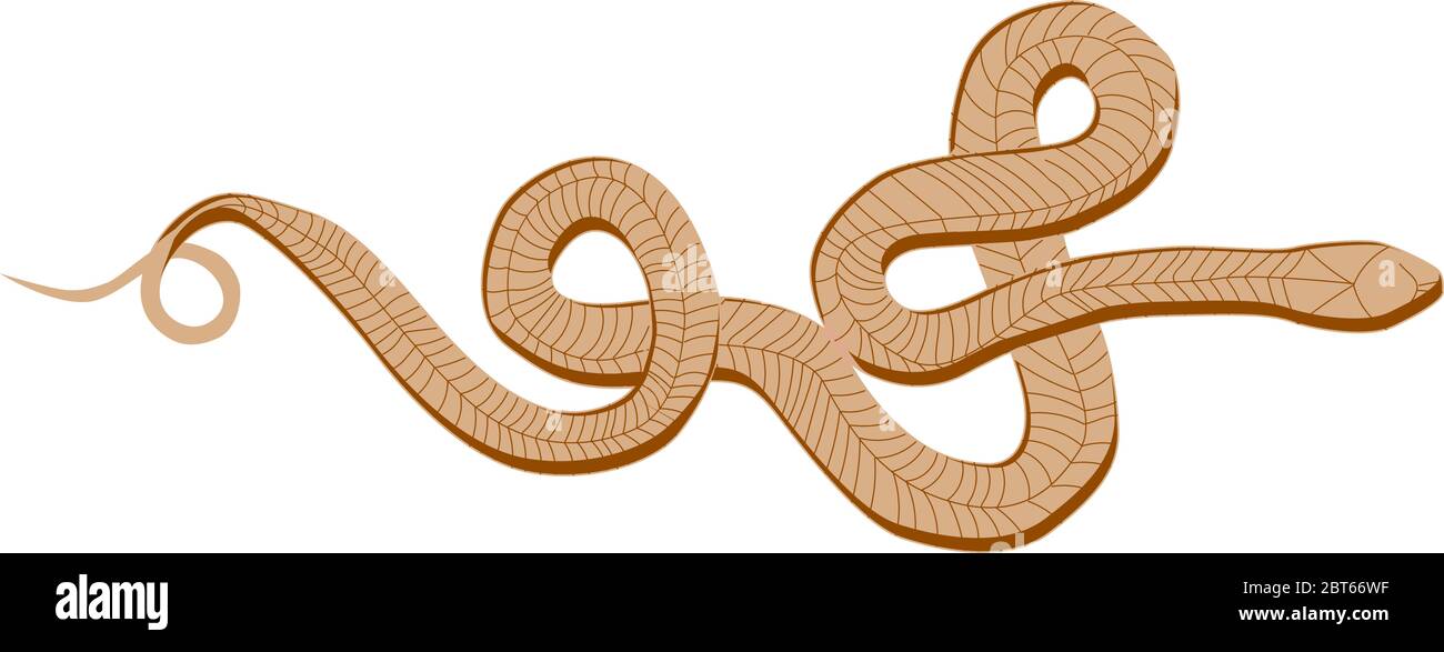 Detail Ball Python Vector Nomer 15
