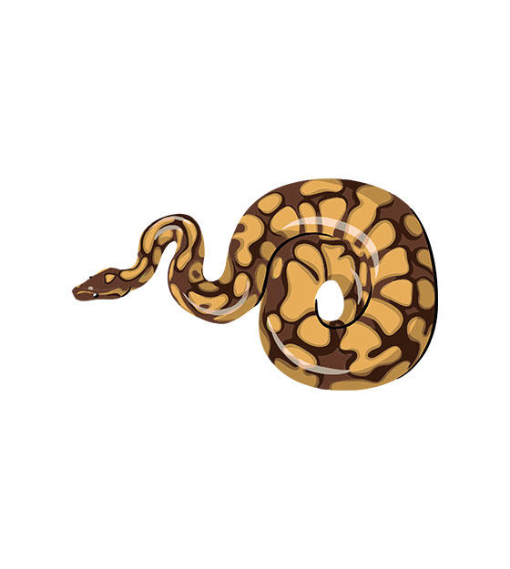 Detail Ball Python Vector Nomer 17
