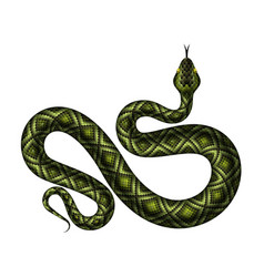 Detail Ball Python Vector Nomer 3