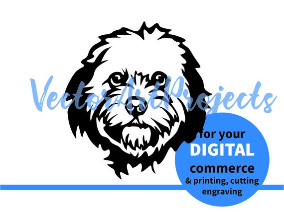 Detail Cavapoo Spaniel Nomer 11