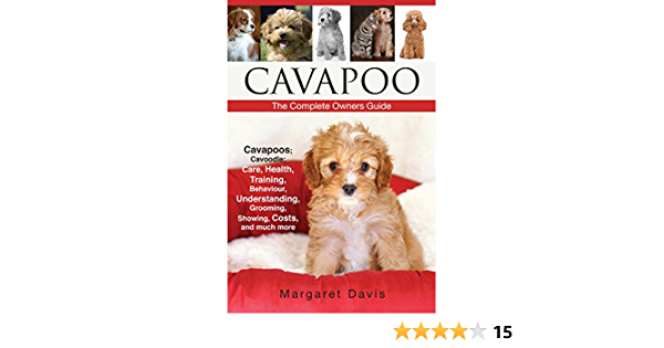 Detail Cavapoo Spaniel Nomer 24