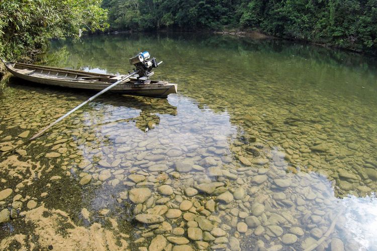 Detail Gambar Hutan Abiotik Nomer 42