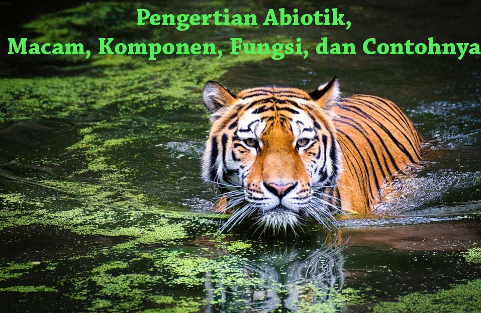 Detail Gambar Hutan Abiotik Nomer 44