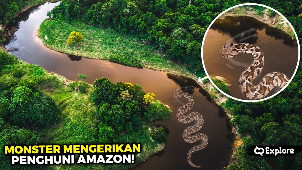 Detail Gambar Hutan Amazon Nomer 2