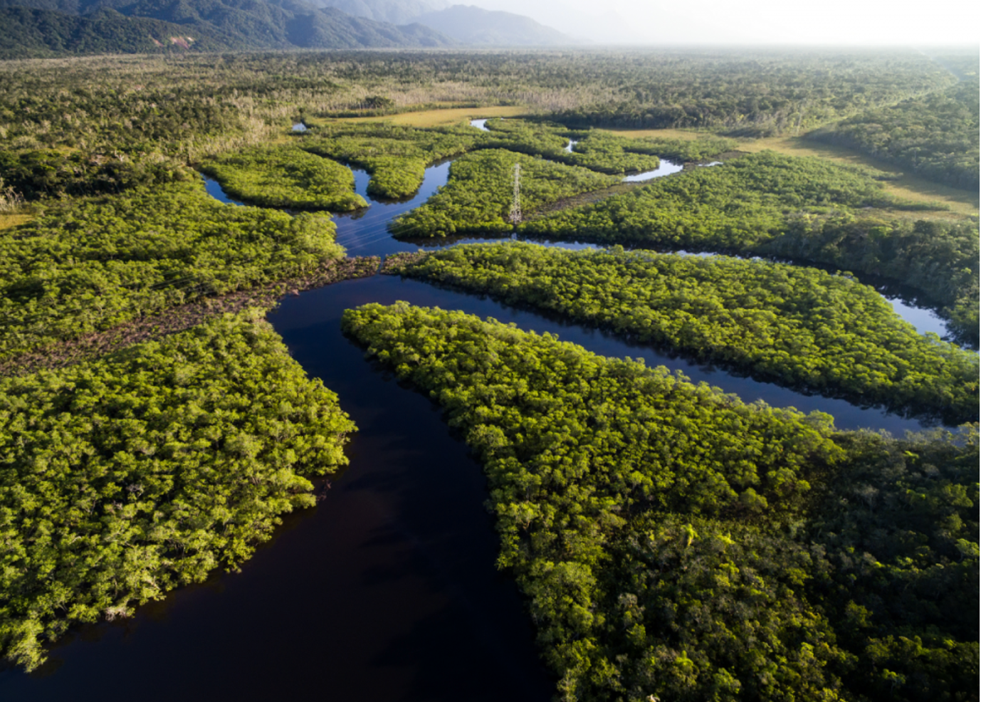 Detail Gambar Hutan Amazon Nomer 12