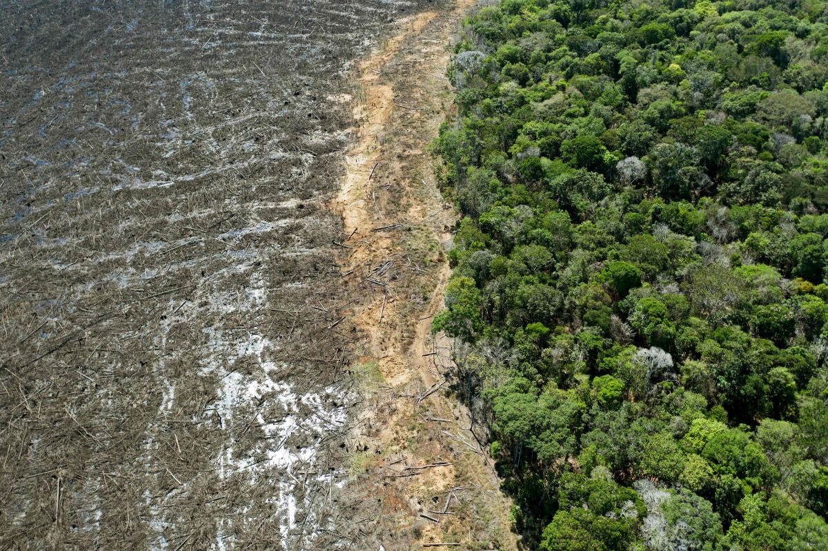 Detail Gambar Hutan Amazon Nomer 20