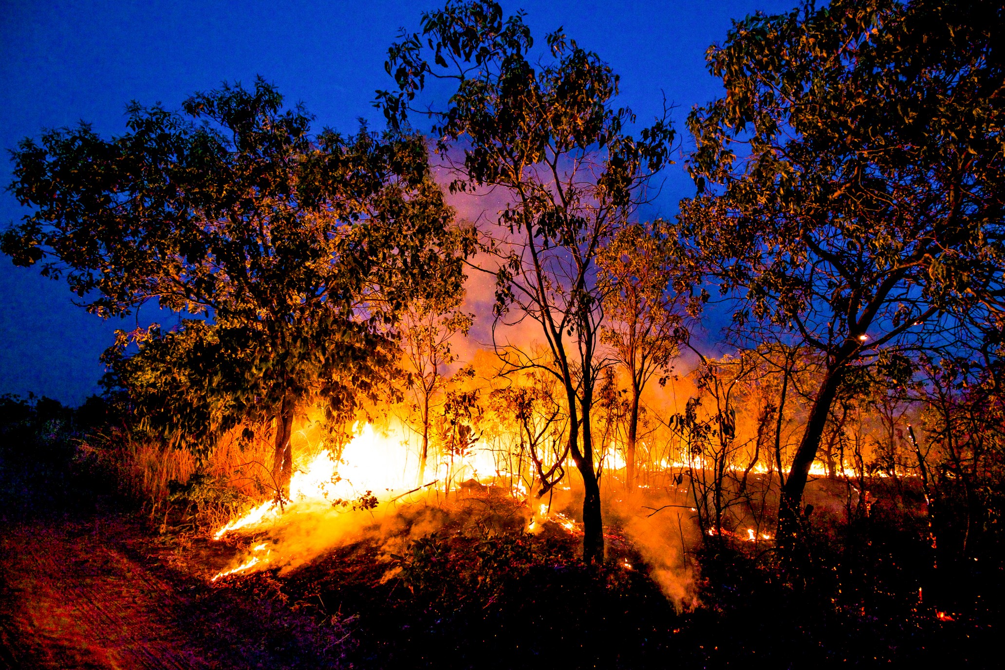 Detail Gambar Hutan Amazon Nomer 40