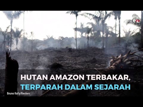 Detail Gambar Hutan Amazon Nomer 46