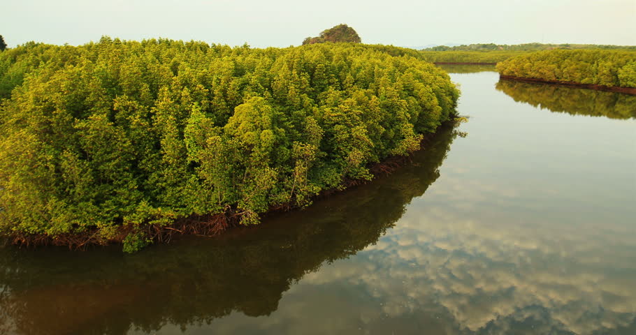 Detail Gambar Hutan Bakau Nomer 28