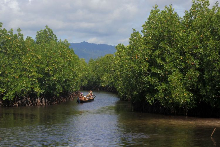 Detail Gambar Hutan Bakau Nomer 41