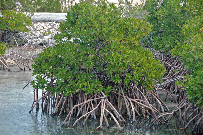 Detail Gambar Hutan Bakau Nomer 8