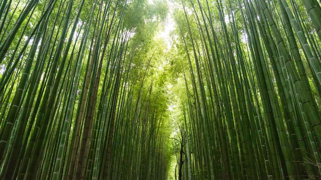 Gambar Hutan Bambu - KibrisPDR