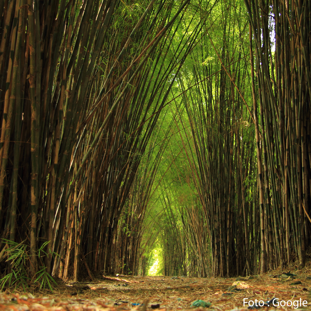 Detail Gambar Hutan Bambu Nomer 27