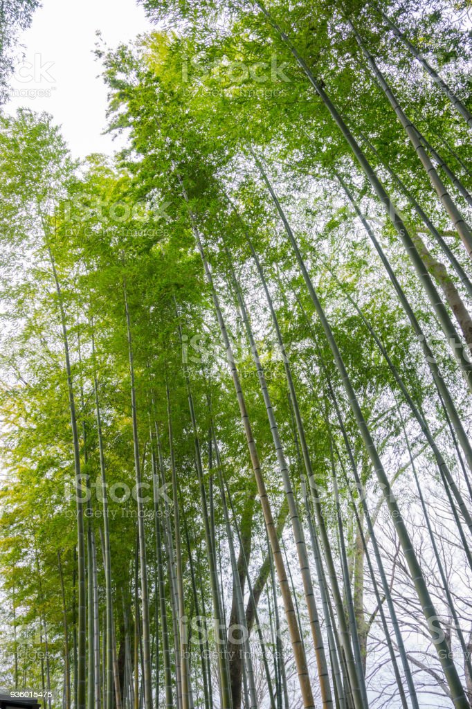 Detail Gambar Hutan Bambu Nomer 32