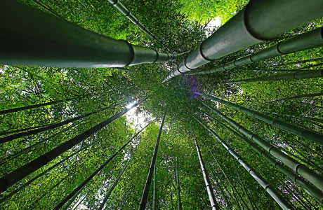 Detail Gambar Hutan Bambu Nomer 39