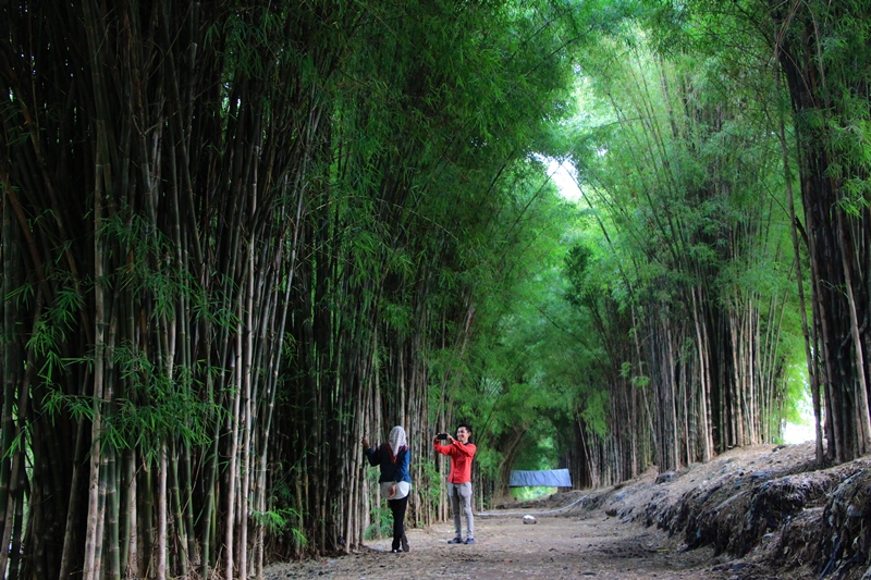 Detail Gambar Hutan Bambu Nomer 47