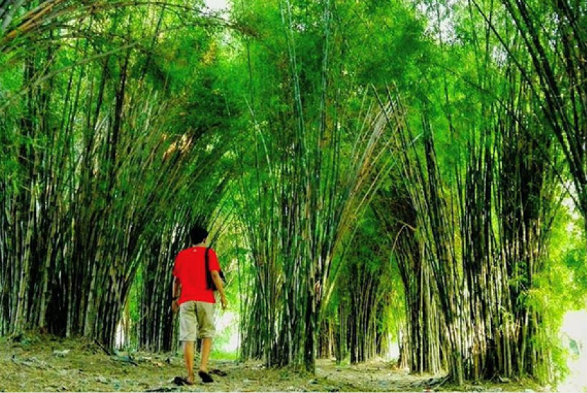 Detail Gambar Hutan Bambu Nomer 48