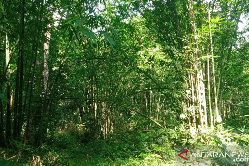 Detail Gambar Hutan Bambu Nomer 54