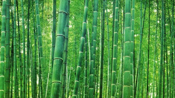 Detail Gambar Hutan Bambu Nomer 9
