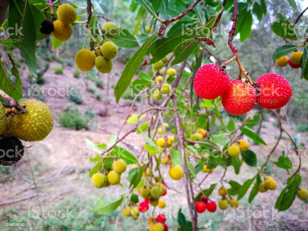 Detail Gambar Hutan Buah Nomer 10