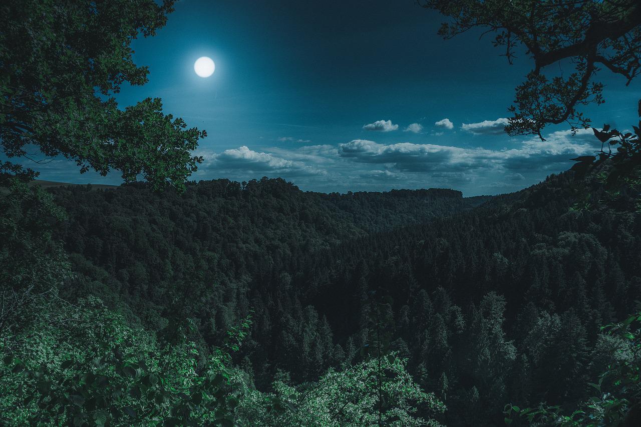 Gambar Hutan Di Malam Hari - KibrisPDR