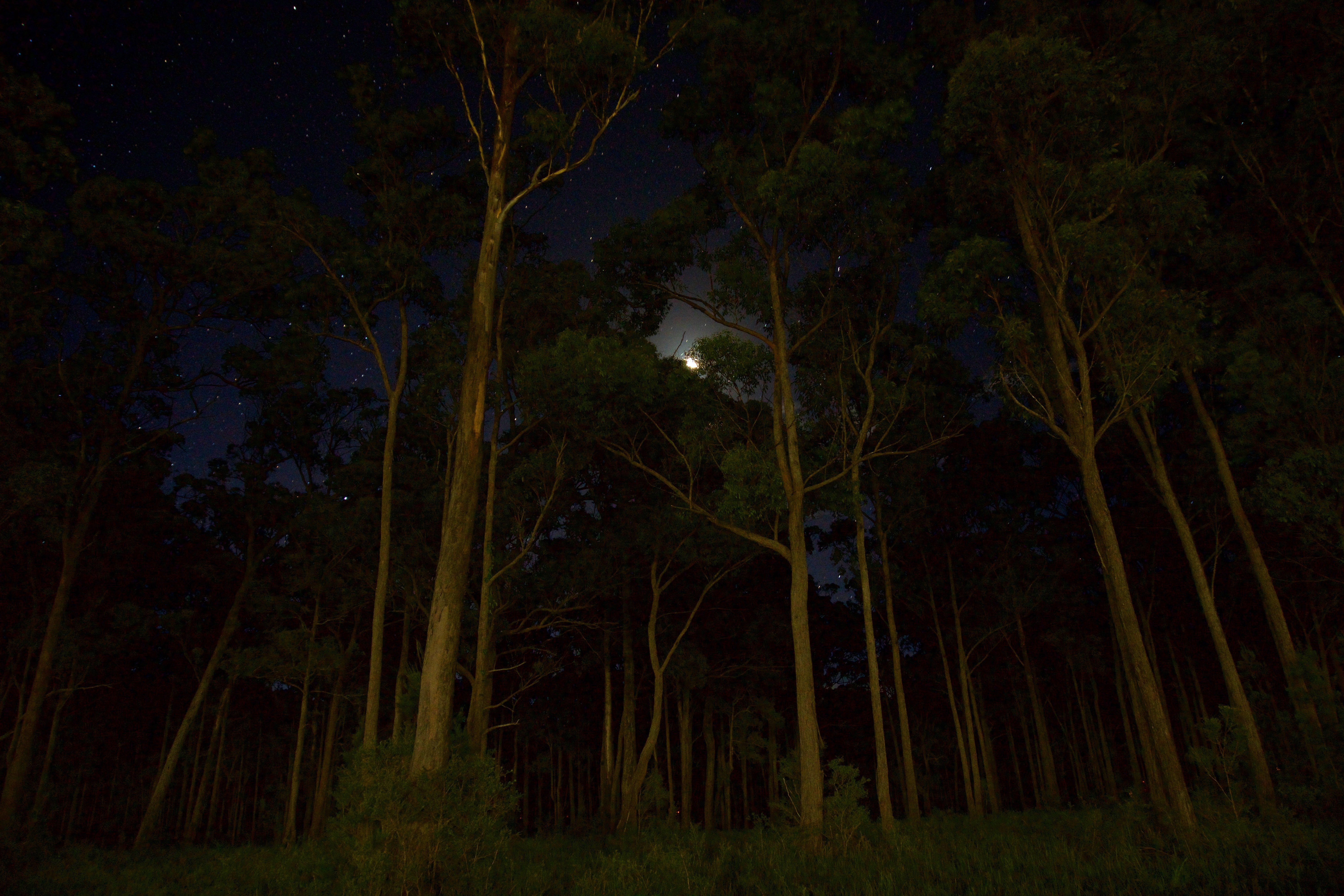 Detail Gambar Hutan Di Malam Hari Nomer 9