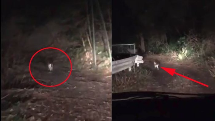 Detail Gambar Hutan Di Malam Hari Nomer 13