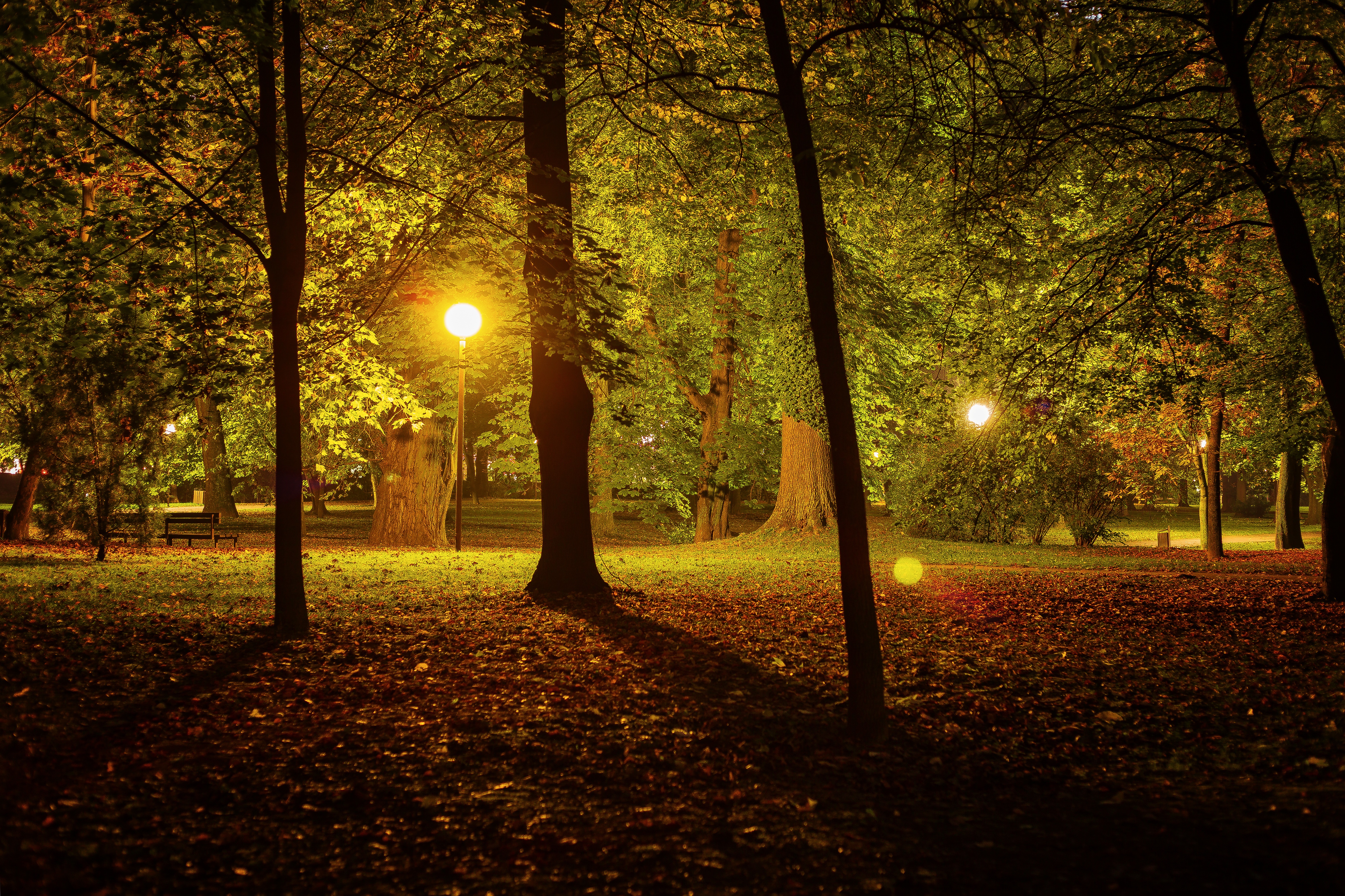 Detail Gambar Hutan Di Malam Hari Nomer 50