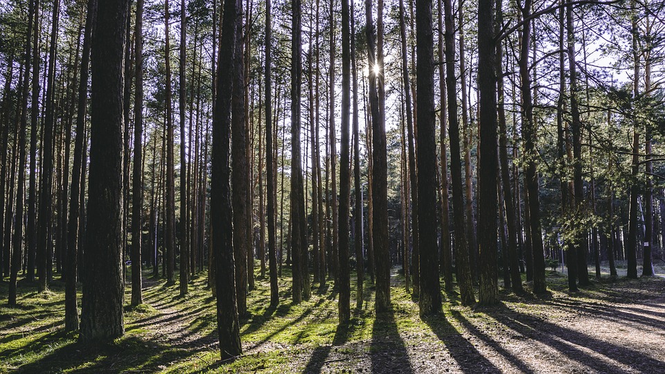 Detail Gambar Hutan Di Senja Hari Nomer 20