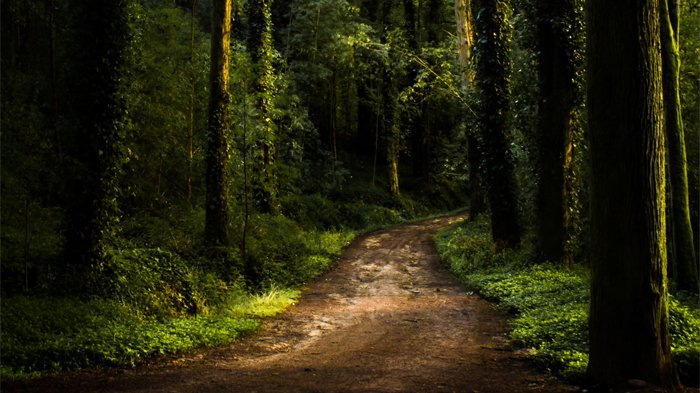 Detail Gambar Hutan Di Senja Hari Nomer 55