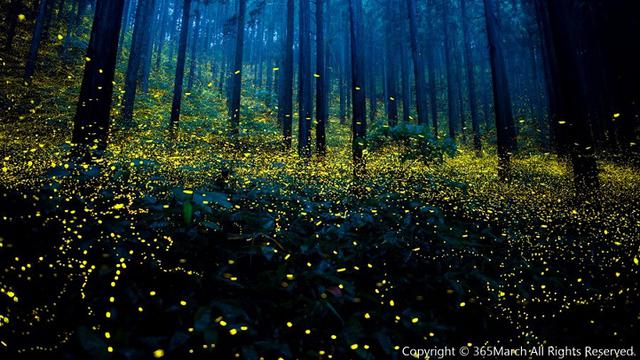 Detail Gambar Hutan Di Senja Hari Nomer 8