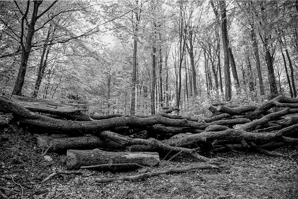 Detail Gambar Hutan Hitam Putih Nomer 14