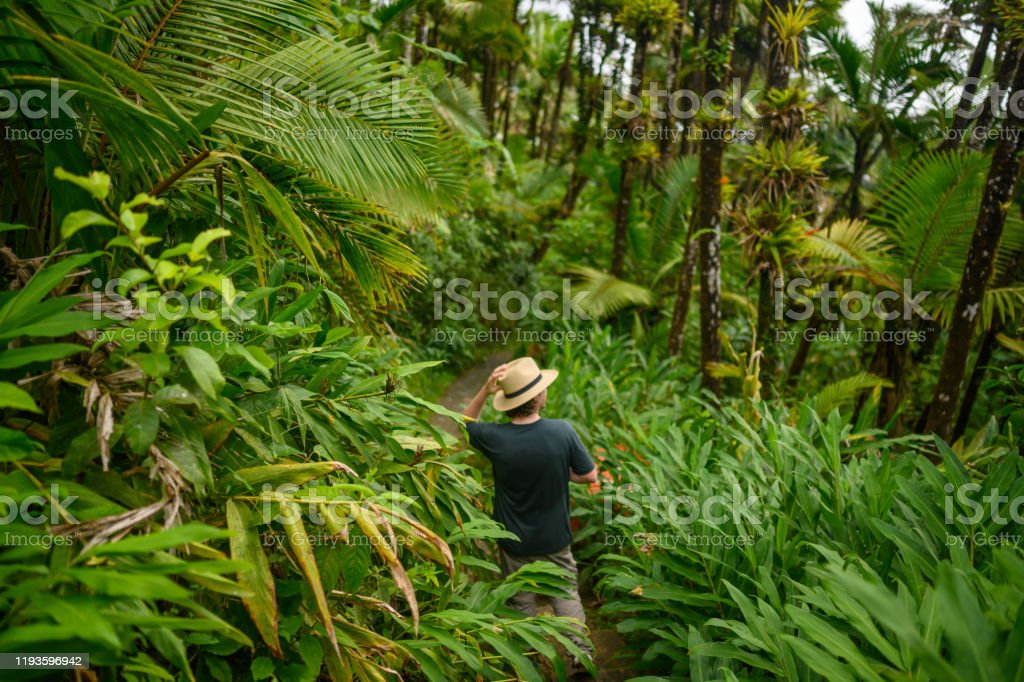 Detail Gambar Hutan Hujan Tropis Nomer 48