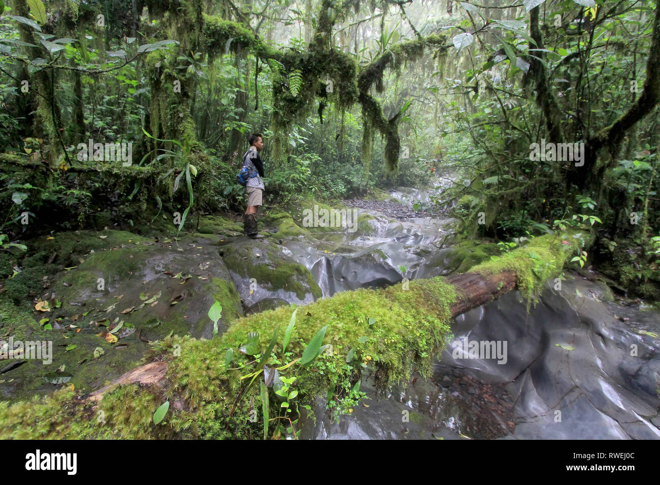 Detail Gambar Hutan Hujan Tropis Nomer 52