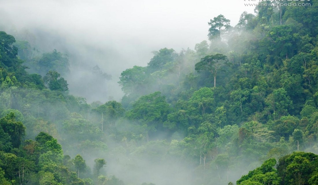 Detail Gambar Hutan Hujan Tropis Nomer 8