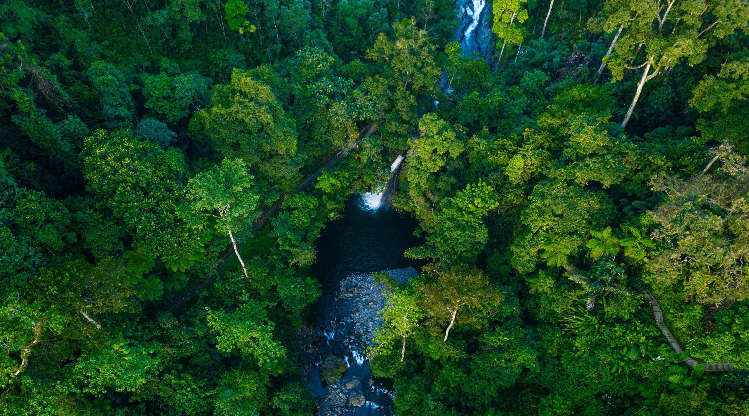 Detail Gambar Hutan Indonesia Nomer 11
