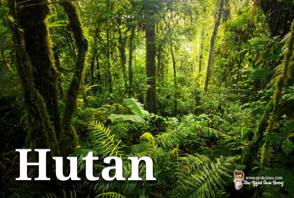 Detail Gambar Hutan Indonesia Nomer 14