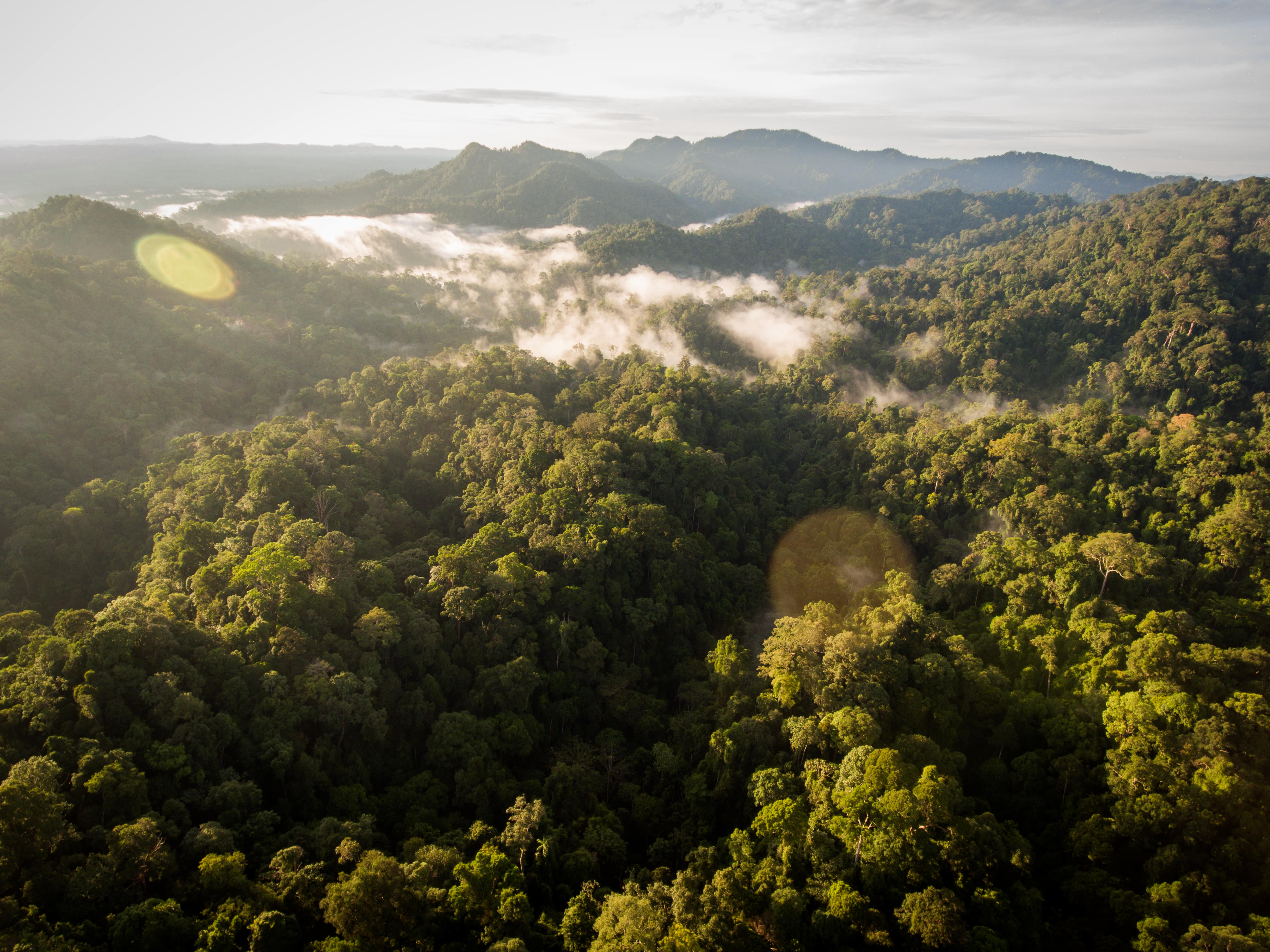 Detail Gambar Hutan Indonesia Nomer 15