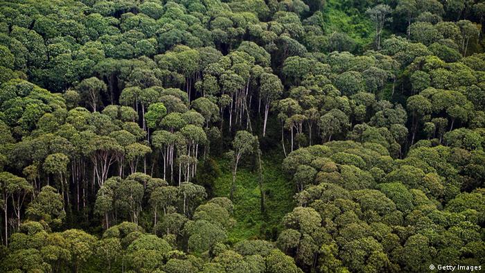 Detail Gambar Hutan Indonesia Nomer 22