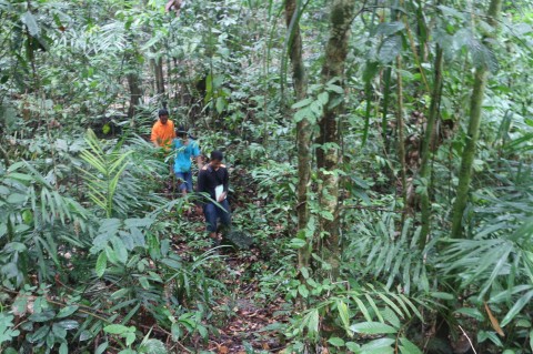 Detail Gambar Hutan Indonesia Nomer 23