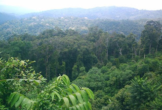 Detail Gambar Hutan Indonesia Nomer 25